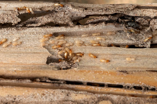 Best Emergency Pest Control  in Hagerstown, IN
